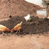 چگونه بستر کشت را حاصلخیز کنیم