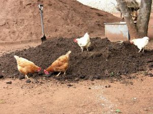 چگونه بستر کشت را حاصلخیز کنیم