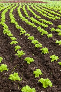 چگونه بستر کشت را حاصلخیز کنیم
