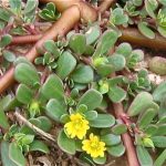 چگونگی مراقبت از گیاه خرفه خوراکی