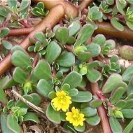 چگونگی مراقبت از گیاه خرفه خوراکی