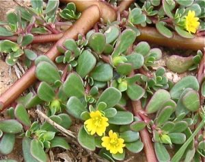 چگونگی مراقبت از گیاه خرفه خوراکی