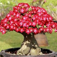 معرفی گیاه آدنيوم