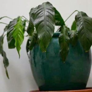 راههای افزایش رطوبت هوا برای گیاهان 