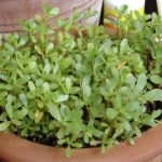 چگونگی مراقبت از گیاه خرفه خوراکی