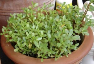 چگونگی مراقبت از گیاه خرفه خوراکی