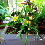 راههای افزایش رطوبت هوا برای گیاهان