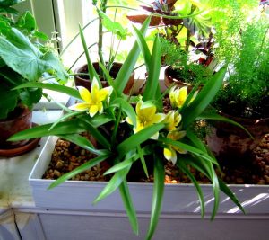 راههای افزایش رطوبت هوا برای گیاهان 