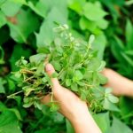 چگونگی مراقبت از گیاه خرفه خوراکی