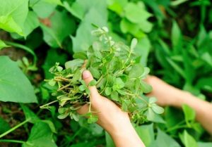 چگونگی مراقبت از گیاه خرفه خوراکی