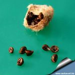 پراکنش بذر در کاکتوس ها