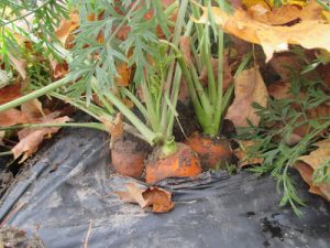 از بین بردن آفتها و بیماریهای گیاهان با استفاده از آفتاب 