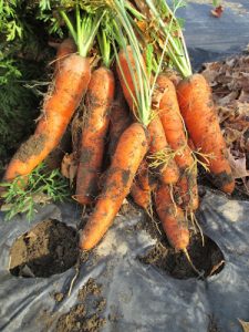 از بین بردن آفتها و بیماریهای گیاهان با استفاده از آفتاب 