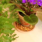 راههای افزایش رطوبت هوا برای گیاهان