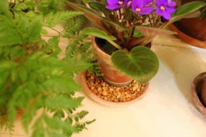 راههای افزایش رطوبت هوا برای گیاهان 