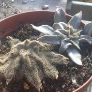 بیماری کپک خاکستری ساکولنت ها (Grey Mildew) عامل ایجاد پوشش کرکی و خاکستری رنگ بر روی گیاهان