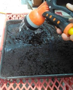 آموزش کاشت بذر گیاه آدنیوم