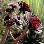 Aeonium arboreum- آئونیوم