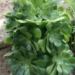 Aeonium green speciea – آئونیوم