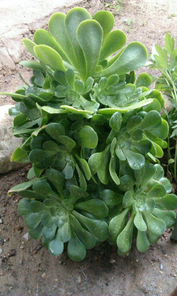 Aeonium green speciea - آئونیوم