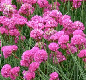 معرفی گل آرمریا