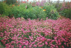 معرفی گل آرمریا