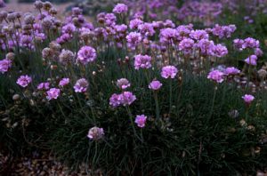 معرفی گل آرمریا