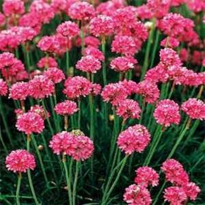 معرفی گل آرمریا