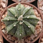 Astrophytum