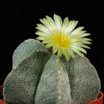 Astrophytum-myriostigma-2
