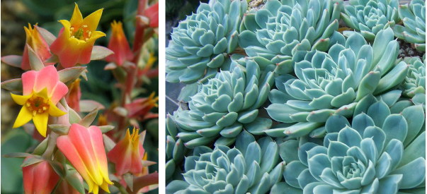 معرفی گیاه اچوریا - Echveria