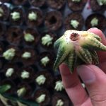 آموزش جدیدترین روش تکثیر انواع هاورتیای خاص و کلکسیونی از طریق پاجوش