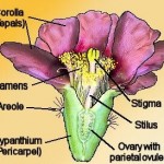 Opuntia_flower_longitudinal_section