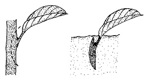 تکثیر فیکوس از برگ :تهیه قلمه حاوی یک برگ از ساقه این گیاه و نحوه کاشت ان