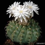 دیسکو کاکتوس Discocactus- شرایط نگهداری و تکثیر