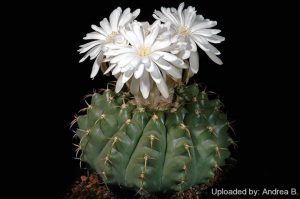 دیسکو کاکتوس Discocactus- شرایط نگهداری و تکثیر