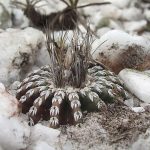 دیسکو کاکتوس Discocactus- نگهداری و تکثیر