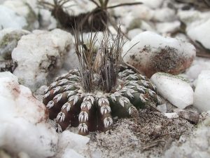 دیسکو کاکتوس Discocactus- نگهداری و تکثیر