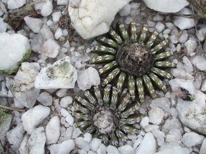 دیسکو کاکتوس Discocactus- نگهداری و تکثیر