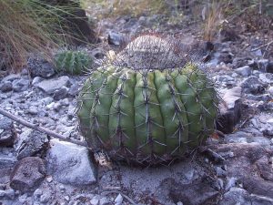دیسکو کاکتوس Discocactus- نگهداری و تکثیر
