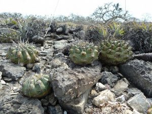 دیسکو کاکتوس Discocactus- نگهداری و تکثیر