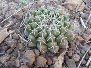 دیسکو کاکتوس Discocactus- نگهداری و تکثیر