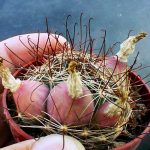 mammillaria_wrightii_fr_810