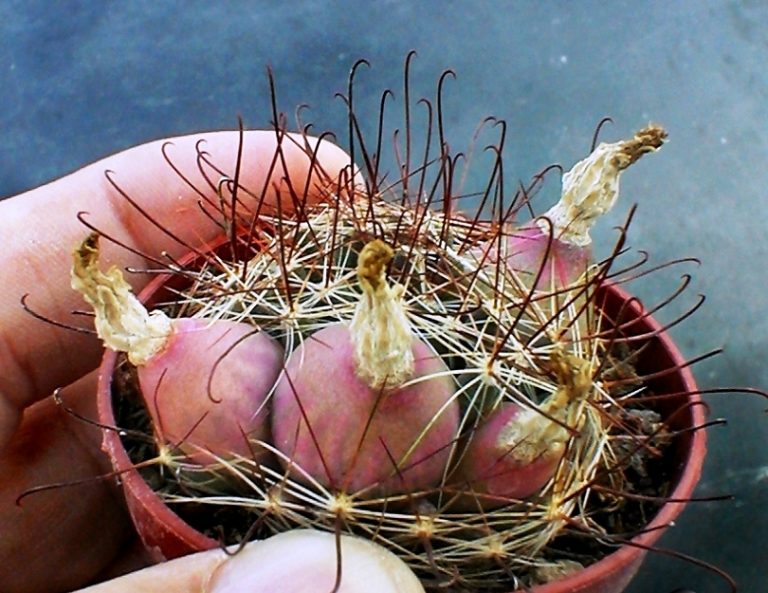 mammillaria_wrightii_fr_810-768x593.jpg