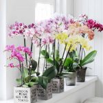 phalaenopsis -1