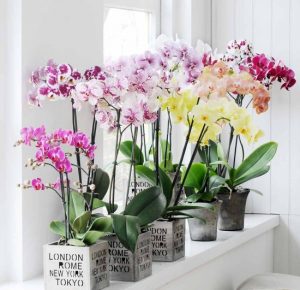 نكته هاي مهم در مورد شرایط نگهداری گیاه اركيده فالانوپسيس phalaenopsis