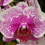 phalaenopsis -2