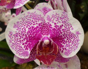 نكته هاي مهم در مورد شرایط نگهداری گیاه اركيده فالانوپسيس phalaenopsis