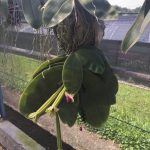 phalaenopsis -3