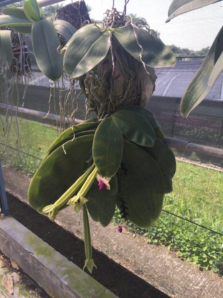 نکته های مهم در مورد شرایط نگهداری گیاه ارکیده فالانوپسیس phalaenopsis